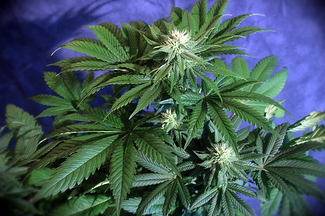 Growreport Bild 30
