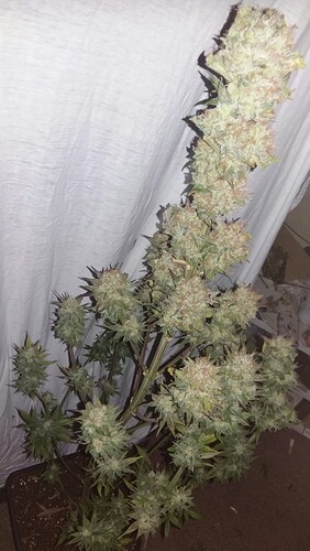 Growreport Bild 2