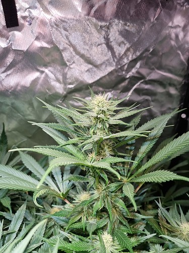 Growreport Bild 3