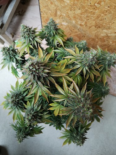 Growreport Bild 6