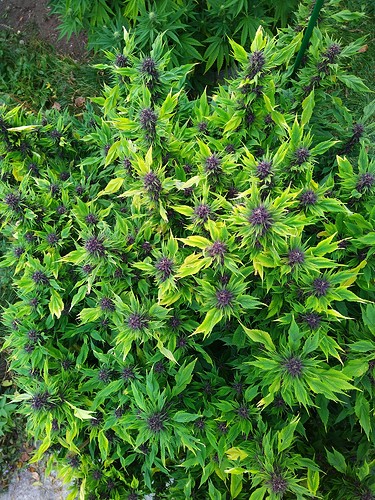 Growreport Bild 2