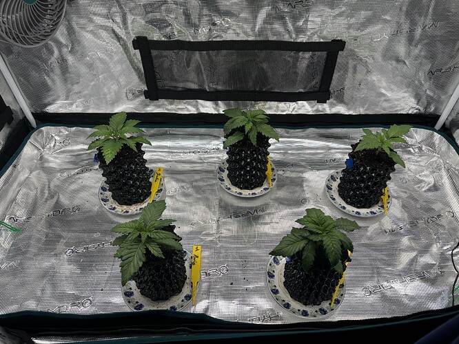 Growreport Bild 137