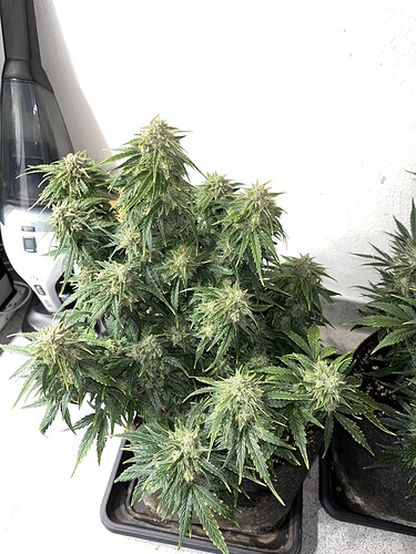 Growreport Bild 4