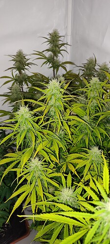IMG_20221206_185849
