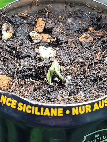 Growreport Bild 3