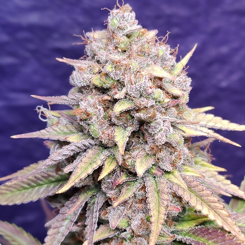 Growreport Bild 2