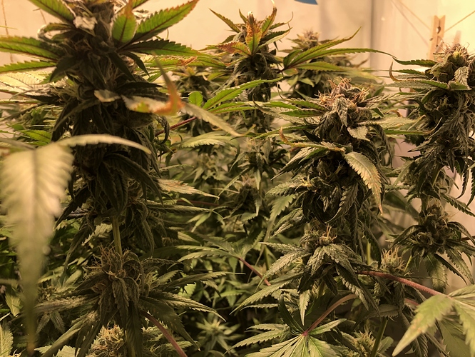 Growreport Bild 8