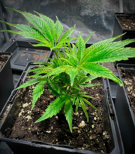 Growreport Bild 9