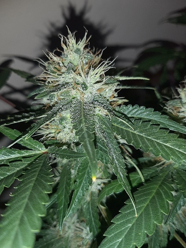 Growreport Bild 3