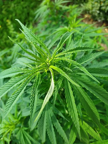 Growreport Bild 3