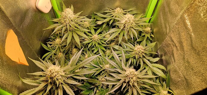 Growreport Bild 9