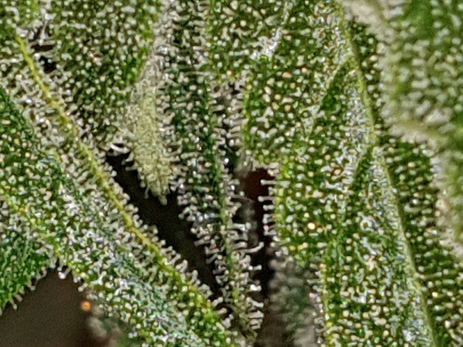 t (5)