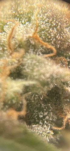 Growreport Bild 13