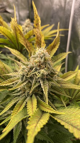 Growreport Bild 2