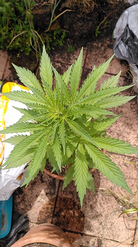 Growreport Bild 5