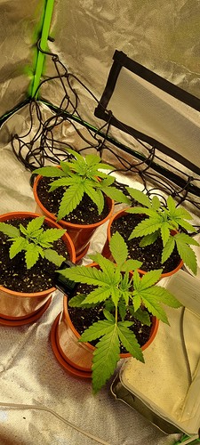 Growreport Bild 9