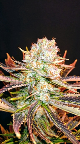 obscura1607809865692