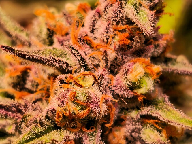 Growreport Bild 24