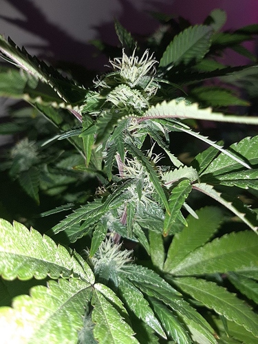 Growreport Bild 9