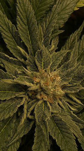 Growreport Bild 27