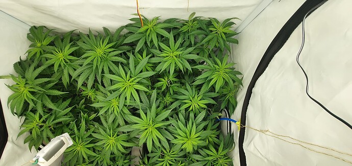 Growreport Bild 3