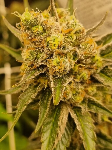 Growreport Bild 24