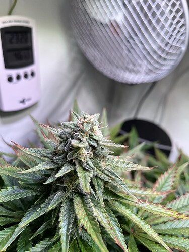 Growreport Bild 8