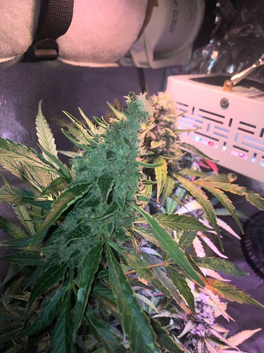 Growreport Bild 28