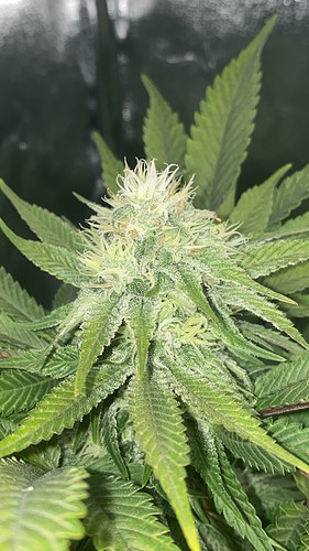 Growreport Bild 9