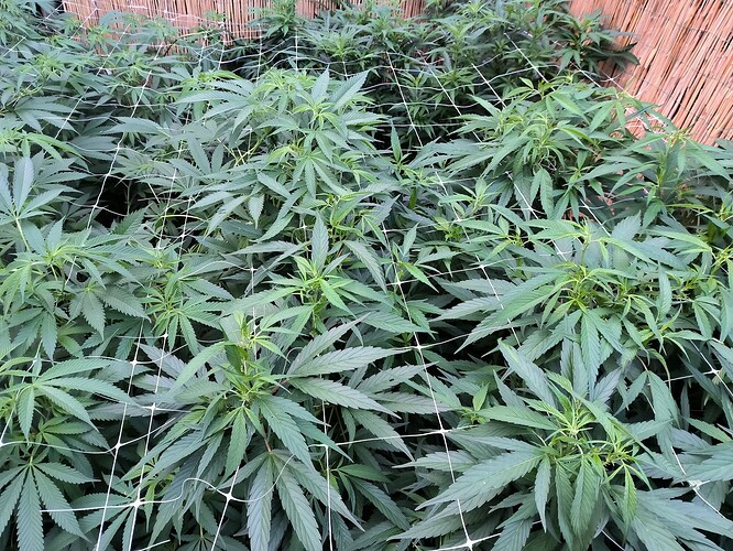 Growreport Bild 15