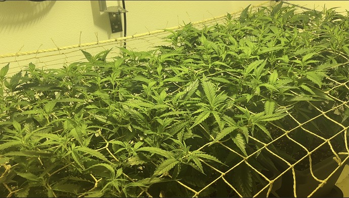 Growreport Bild 1