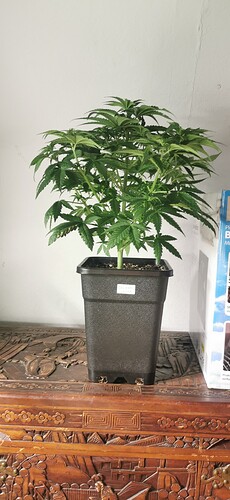 SH1_0603