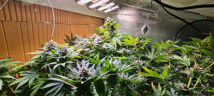 Growreport Bild 2