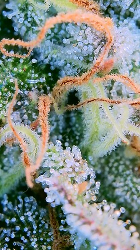 Growreport Bild 26