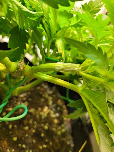 Growreport Bild 3