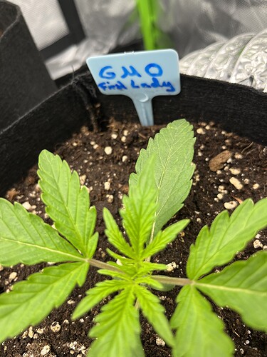 Growreport Bild 4
