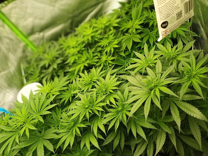 Growreport Bild 22