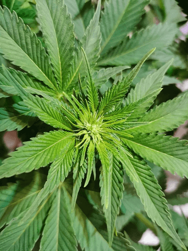 Growreport Bild 11