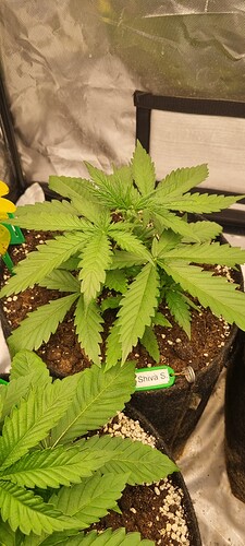 Growreport Bild 4