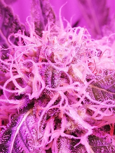 Growreport Bild 13