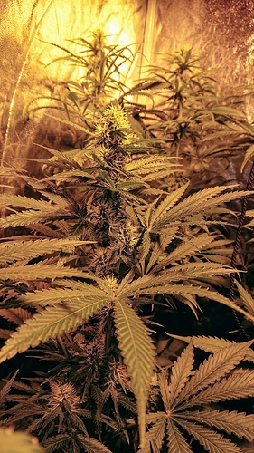 Growreport Bild 7