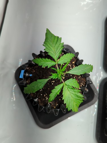 masterkush_oben_wt5