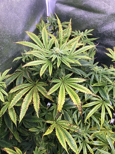 Growreport Bild 2