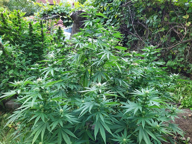 Growreport Bild 6
