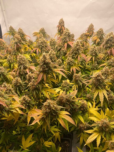 Growreport Bild 3