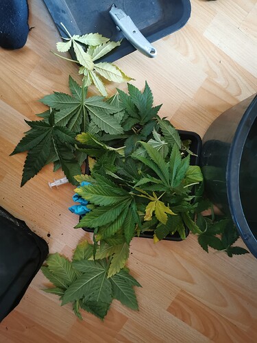 Growreport Bild 1