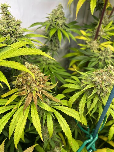 Growreport Bild 15