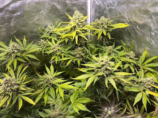 Growreport Bild 14