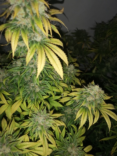 Growreport Bild 1