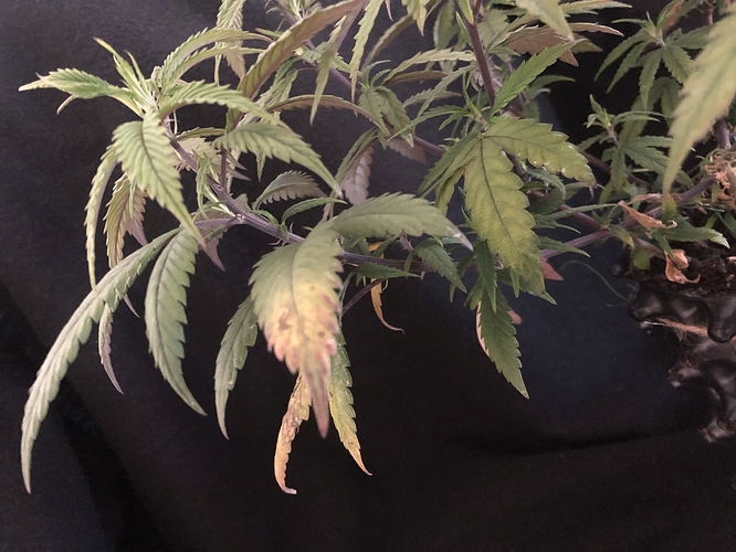 Growreport Bild 6